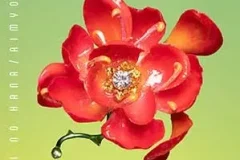 爱缪《愛の花》[无损FLAC/MP3/410MB]