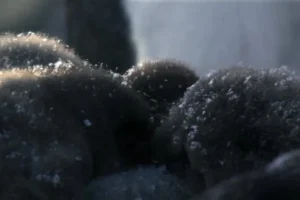 安迪的动物宝宝全20集1080P高清