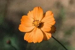 CHEN(金钟大)《Before the Petals Fall》[无损FLAC/MP3/140MB]