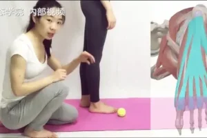 四阶段高级体态训练：定制课程全面改善体态