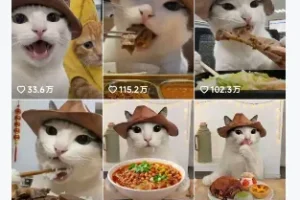 抖音可爱猫咪生活日记视频，涨粉快流量稳+多平台分发
